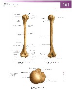 Sobotta Atlas of Human Anatomy  Head,Neck,Upper Limb Volume1 2006, page 168
